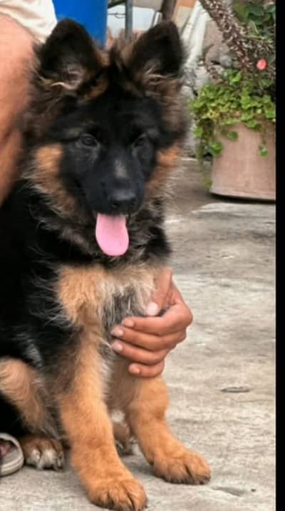 Imported  // German/ Shepherd/ Puppies WhatsApp/03/4/4/91/3/3/17/8/