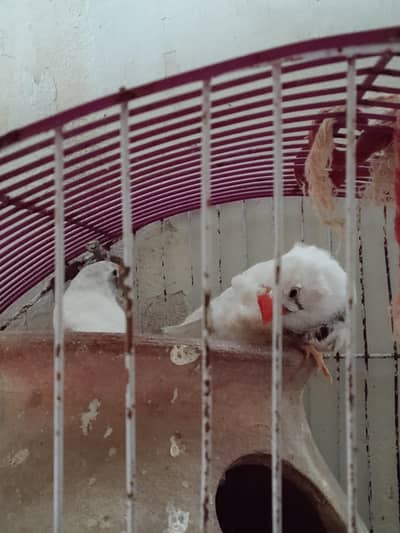 Finches pairs for sale