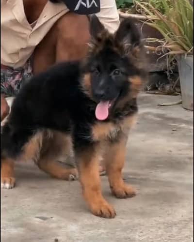 Imported  // German/ Shepherd/ Puppies WhatsApp/03/4/4/91/3/3/17/8/