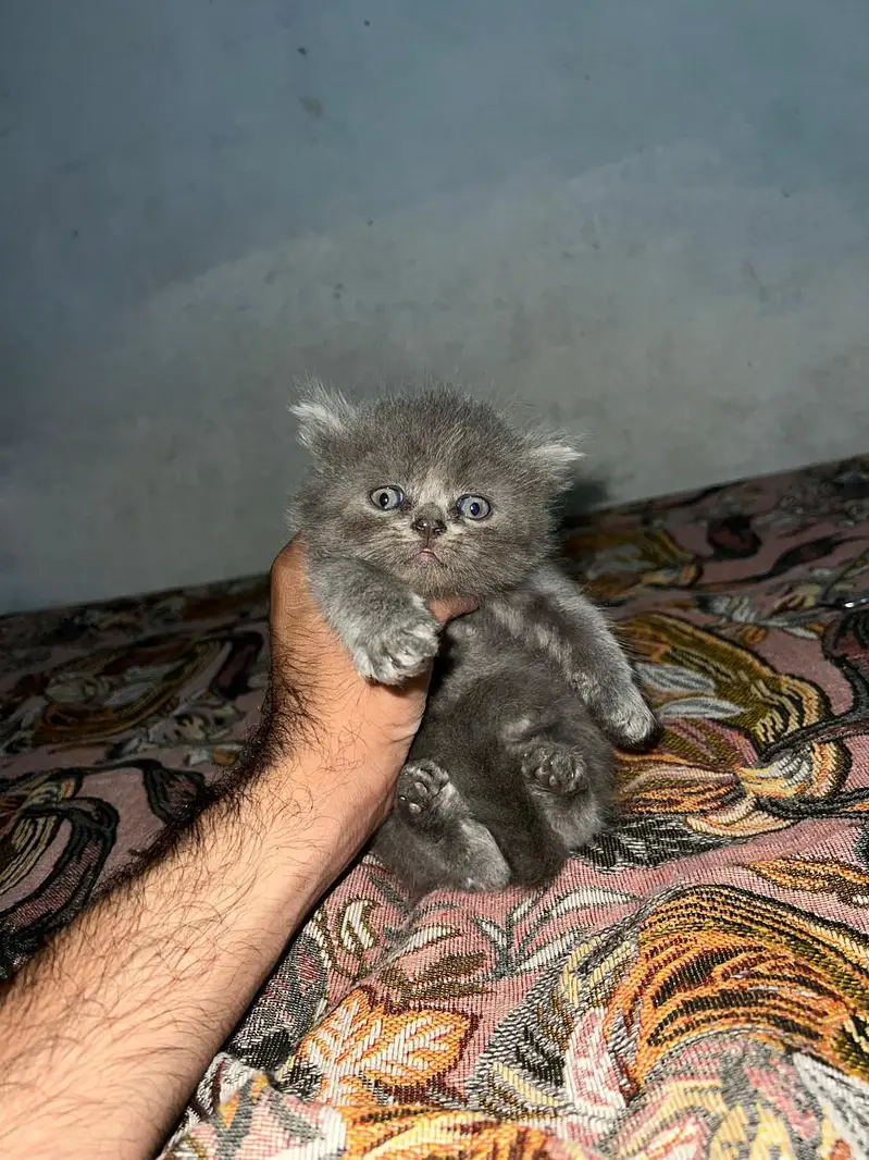 urgent sale — photo 2