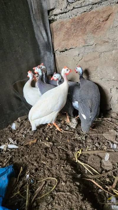 guinea fowl chakor teetri egg laying urgent sale rate finl ha