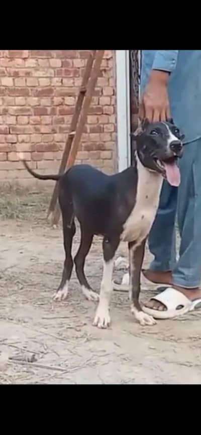 Walaiti bully puppy sale or exchange