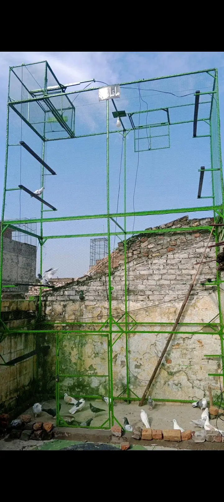 pigeon cage — photo 3