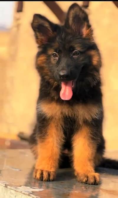 Imported  // German/ Shepherd/ Puppies WhatsApp/03/4/4/91/3/3/17/8/