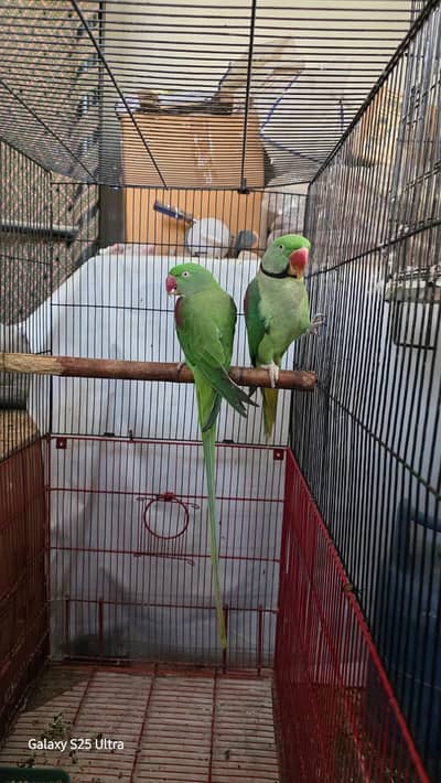 Raw Alexandrine Breeder Pair - Ready To Breed