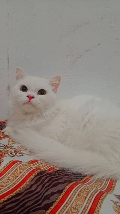 russain punch face male cat