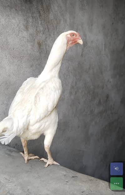 shyamu female pure quality mein  price 13500  ek female ka 031323322