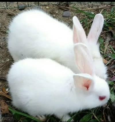 White rabbit