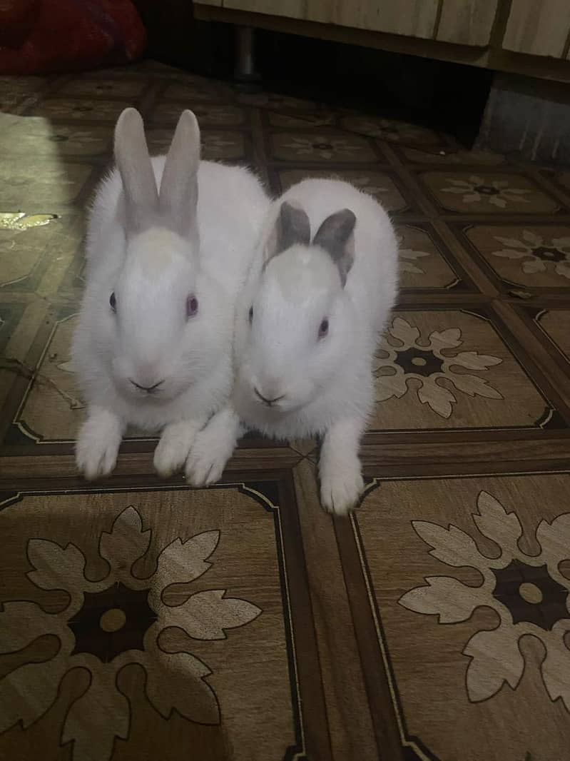 White rabbit 3