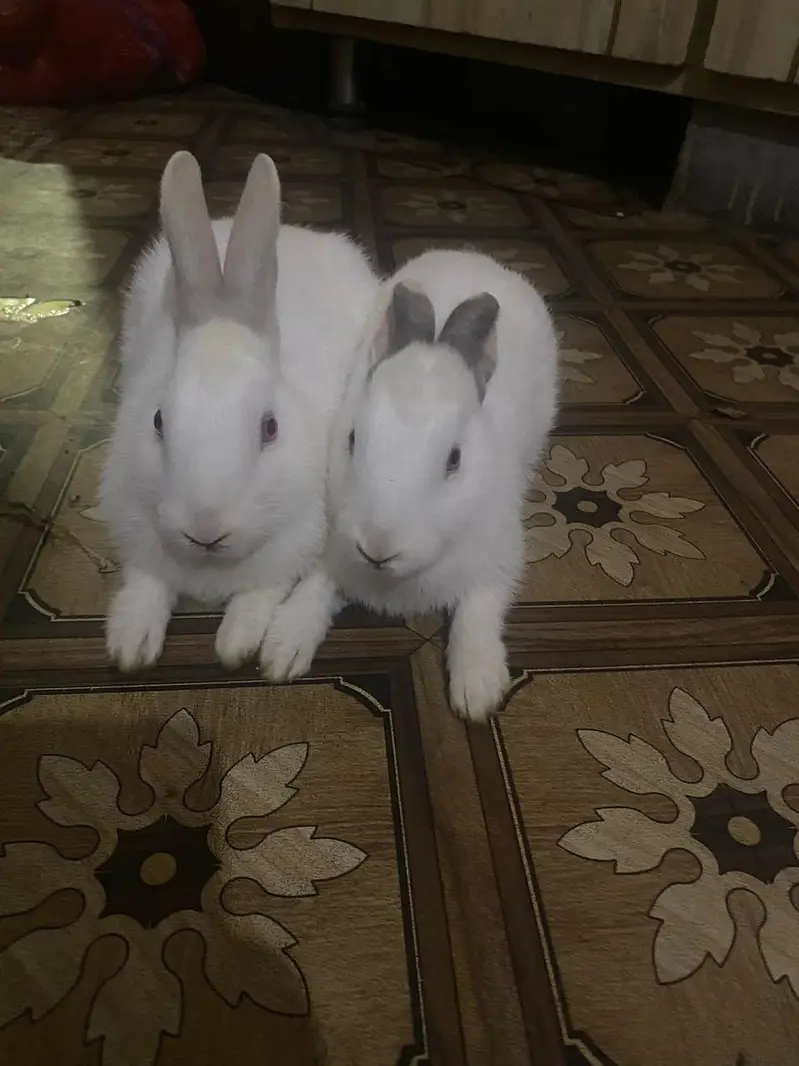 White rabbit — photo 4