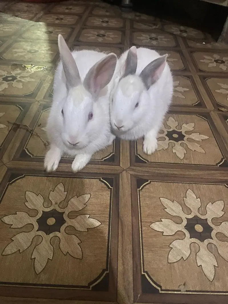 White rabbit — photo 5