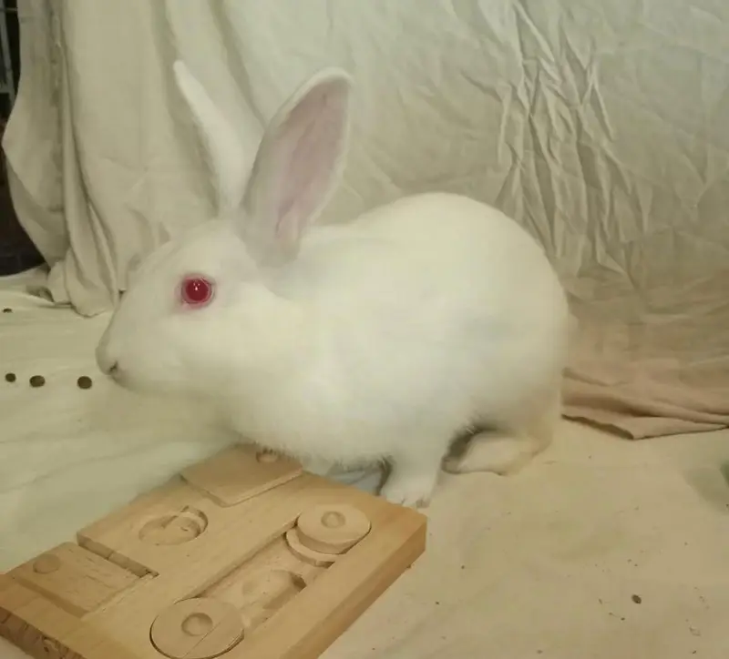 White rabbit — photo 7