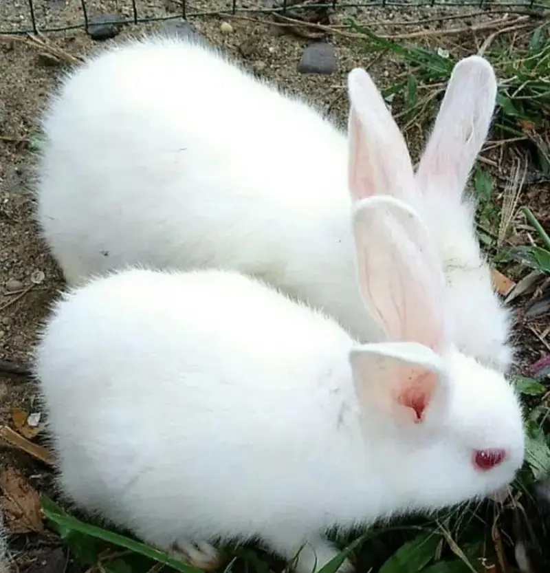 White rabbit — photo 8