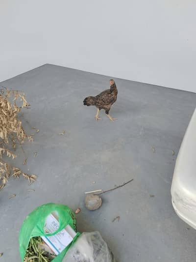 4 hens one cock for sale