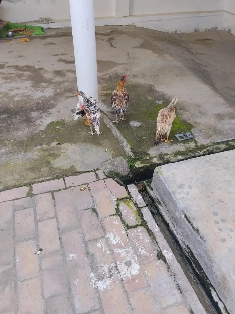 4 hens one cock for sale — photo 2