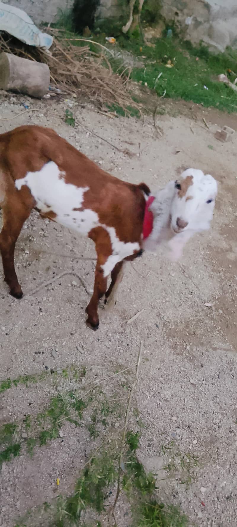 bakra 0