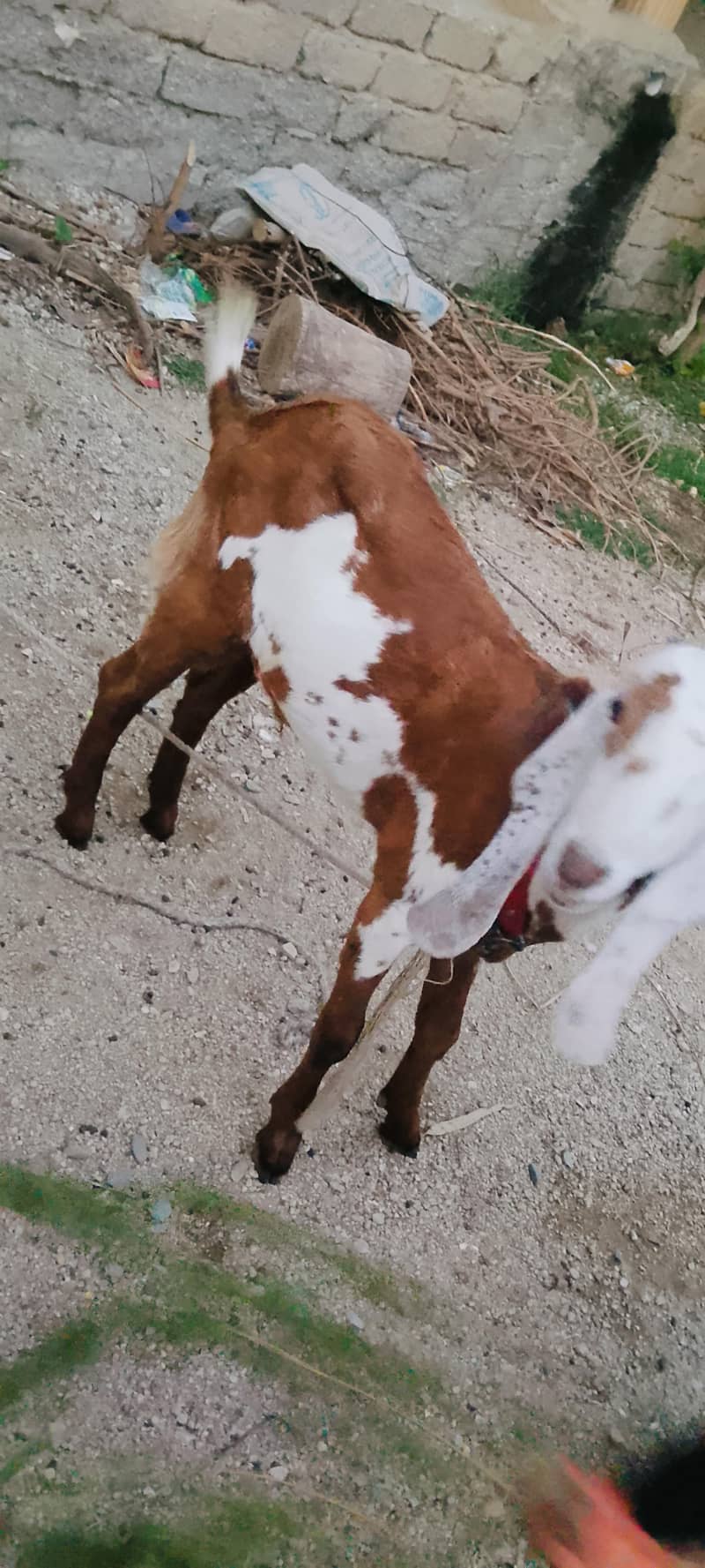 bakra 1