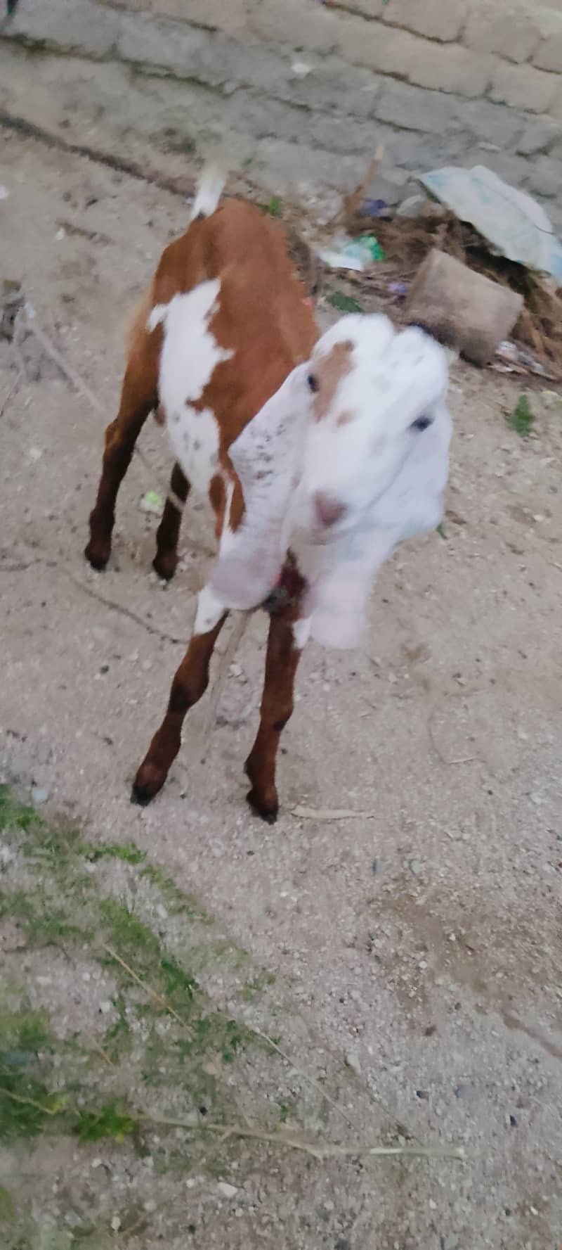 bakra 2