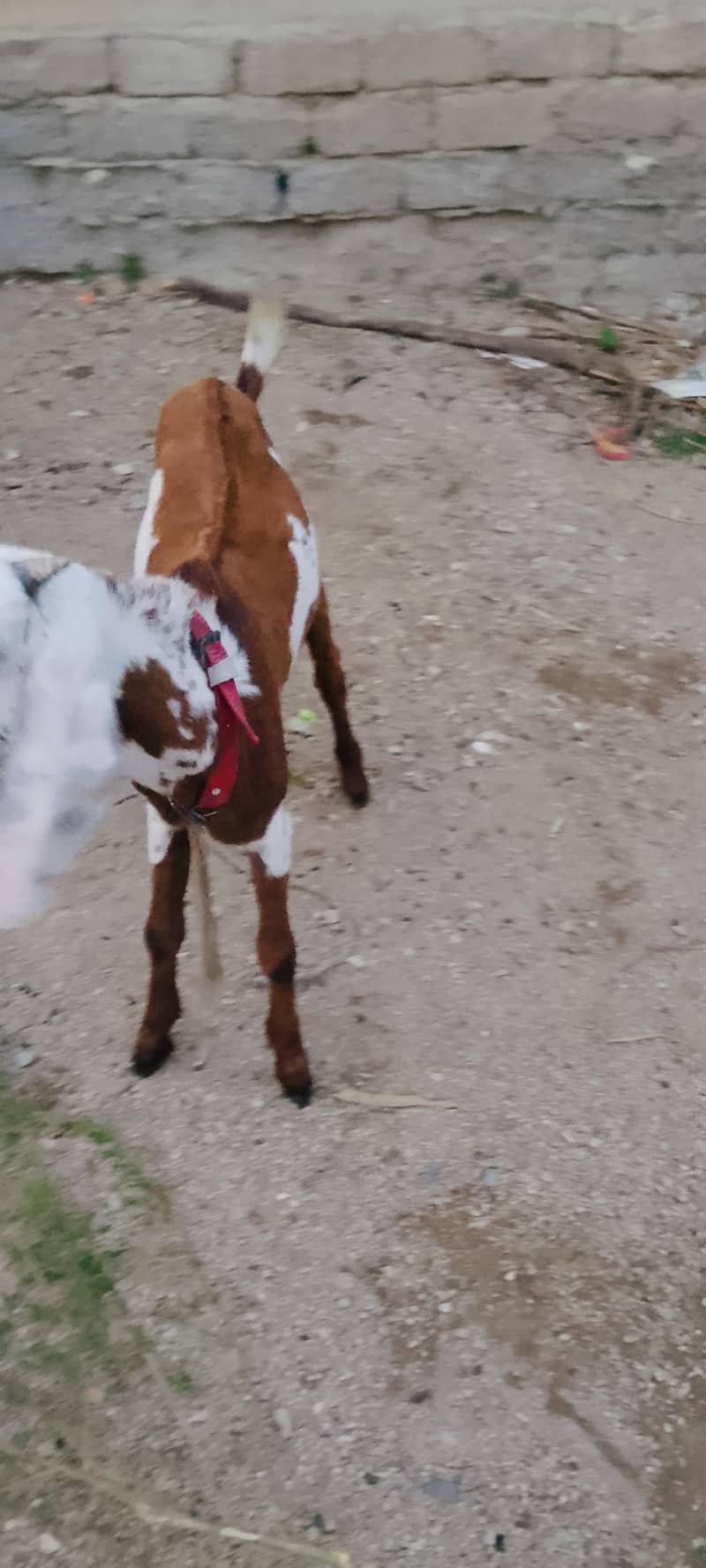 bakra 3