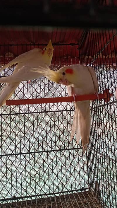 two cream cocktail pair