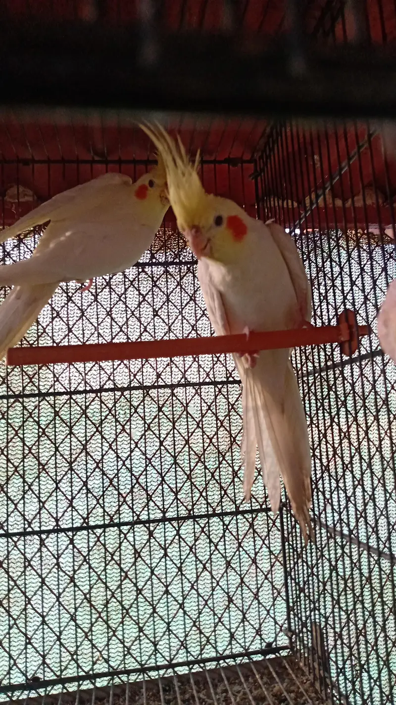 cream cocktail pair — photo 2