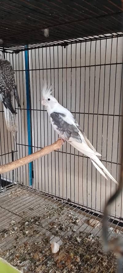 V pied cockatiel breeder pair, fellow male