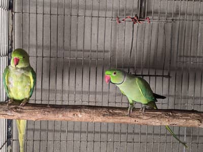 ringneck and white fackta