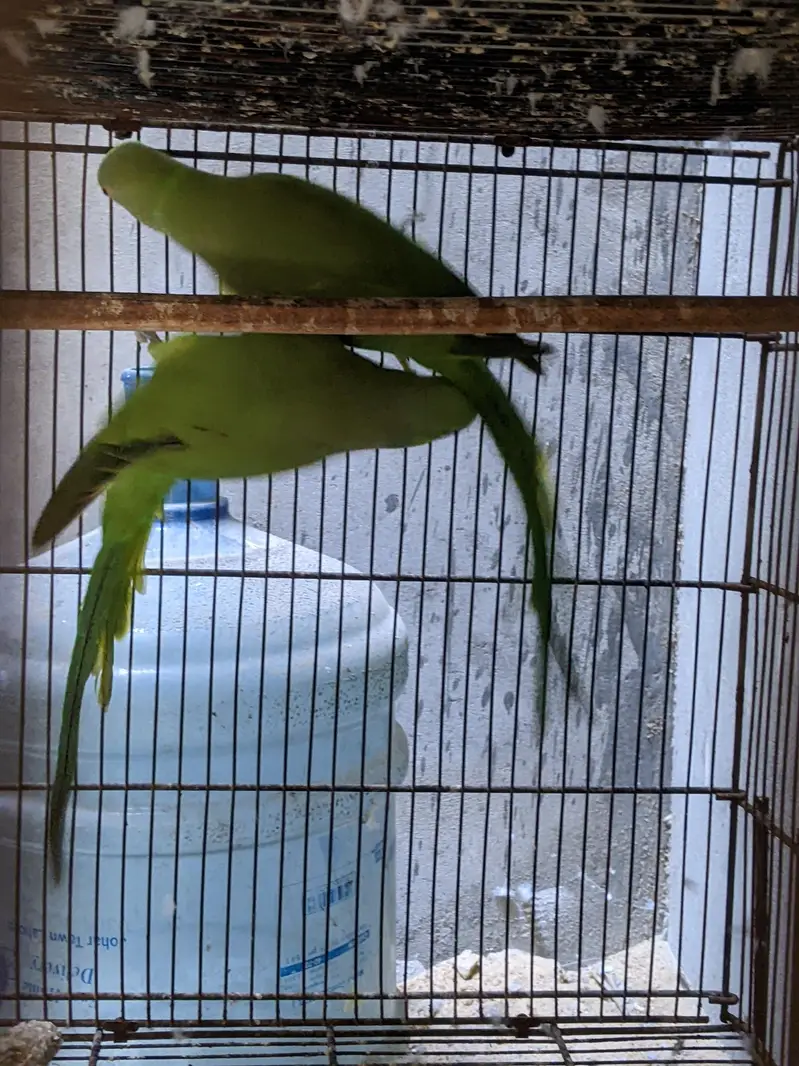 ringneck and white fackta — photo 2