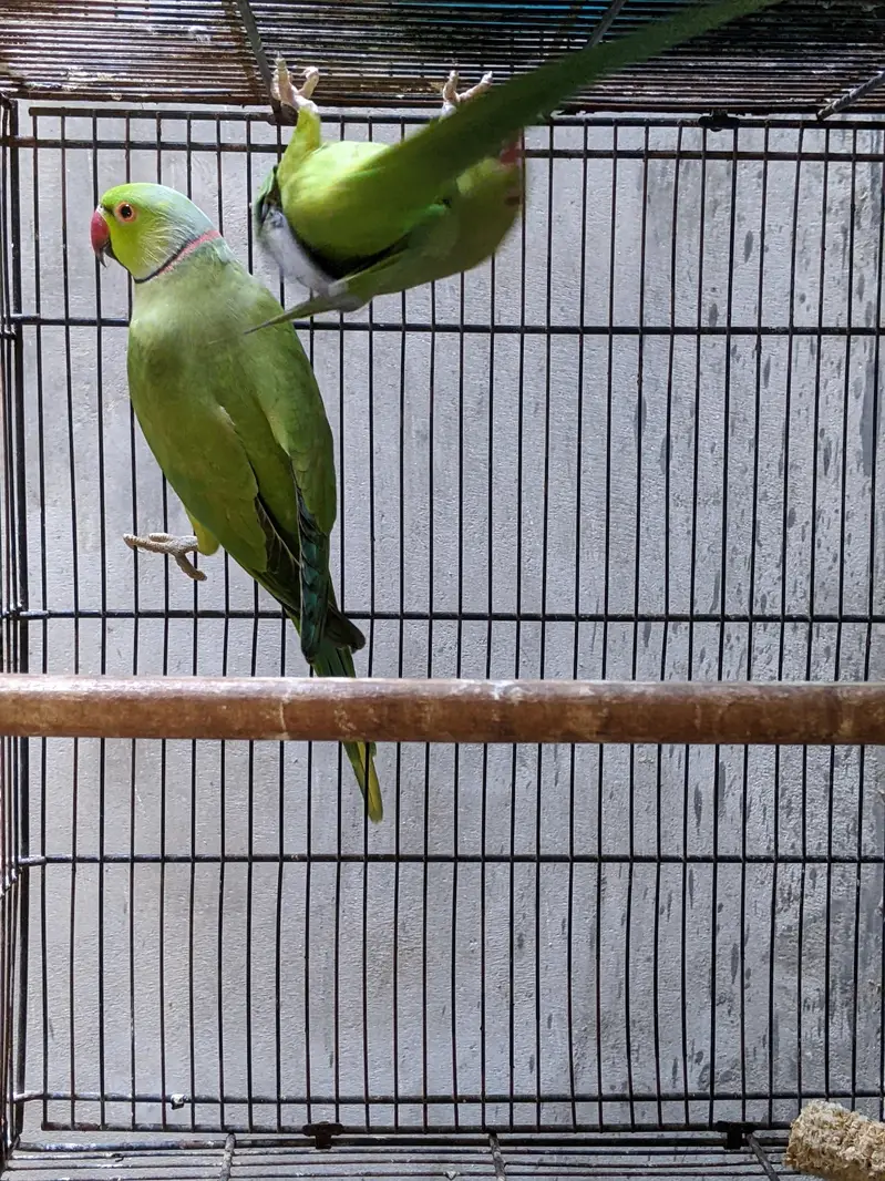 ringneck and white fackta — photo 3