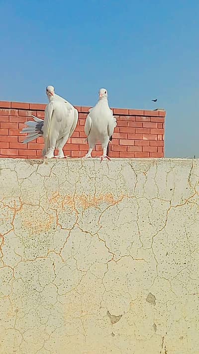 Breeding pair of Indian Fantail Pigeons (Lakka Kabootar)