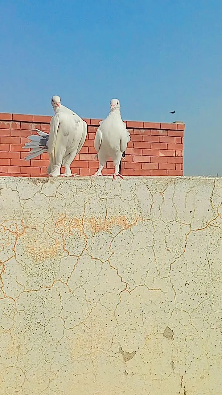 Breeding pair of Indian Fantail Pigeons (Lakka Kabootar) — photo 2