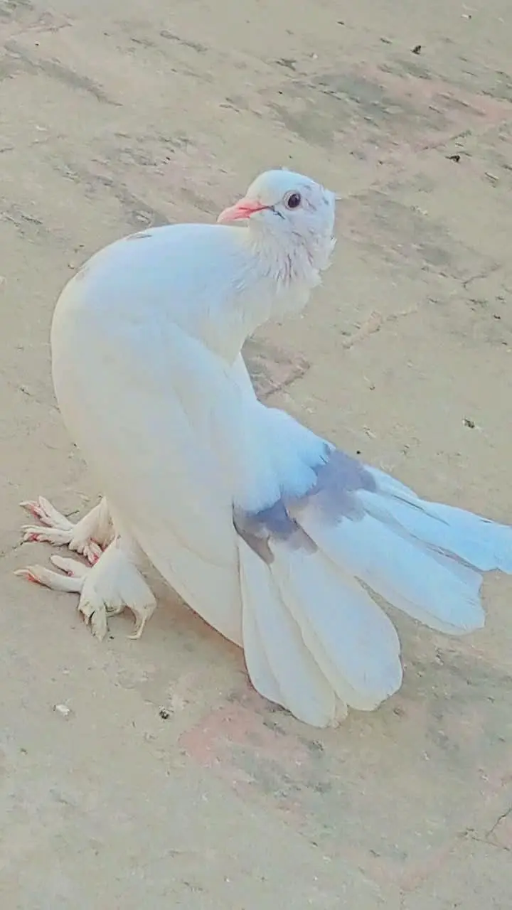 Breeding pair of Indian Fantail Pigeons (Lakka Kabootar) — photo 3