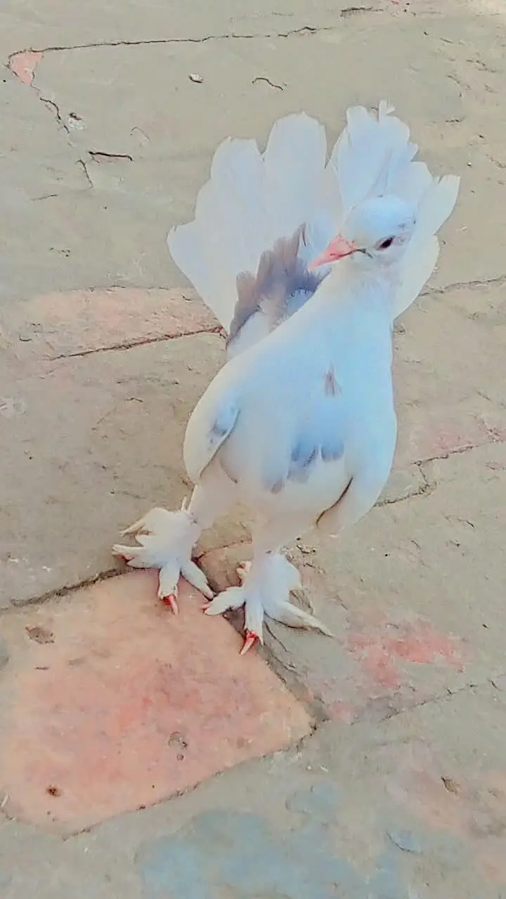 Breeding pair of Indian Fantail Pigeons (Lakka Kabootar) — photo 4