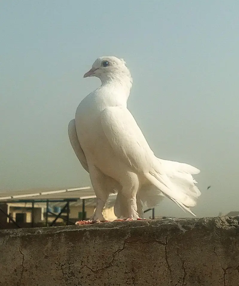 Breeding pair of Indian Fantail Pigeons (Lakka Kabootar) — photo 5