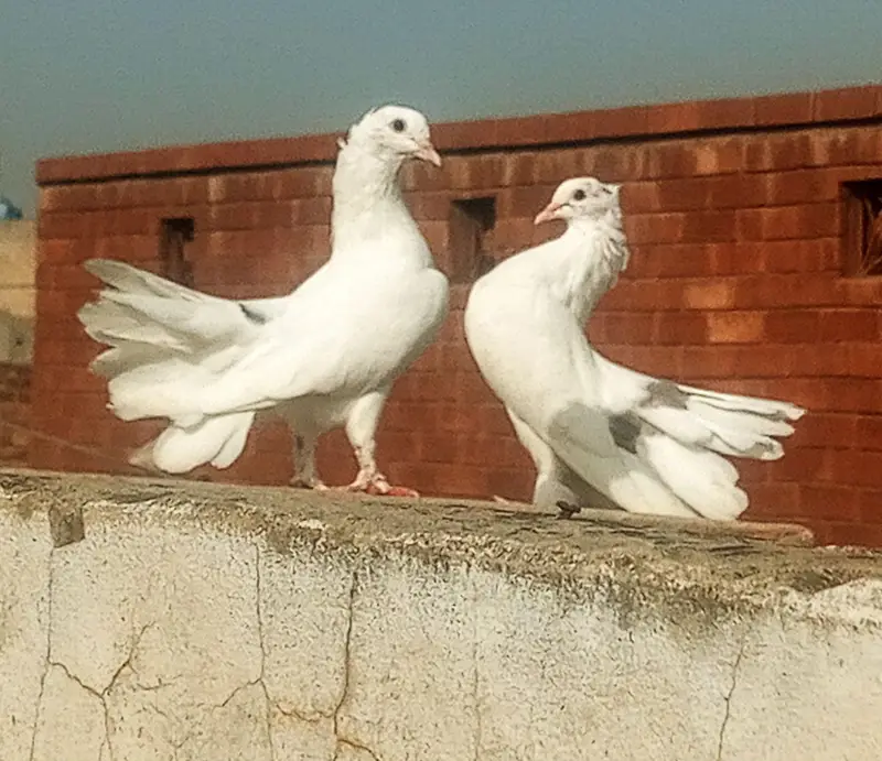 Breeding pair of Indian Fantail Pigeons (Lakka Kabootar) — photo 6