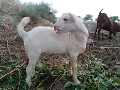 Gulabi tedda male bakra, 12 months beautiful, blue eyes