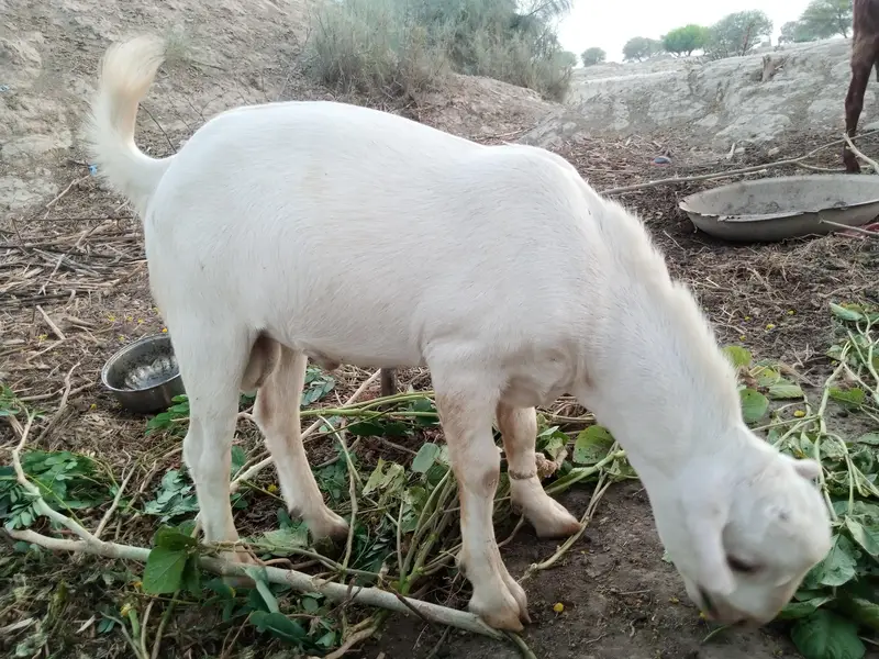 Gulabi tedda male bakra, 12 months beautiful, blue eyes — photo 2