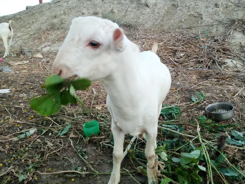 Gulabi tedda male bakra, 12 months beautiful, blue eyes — photo 3