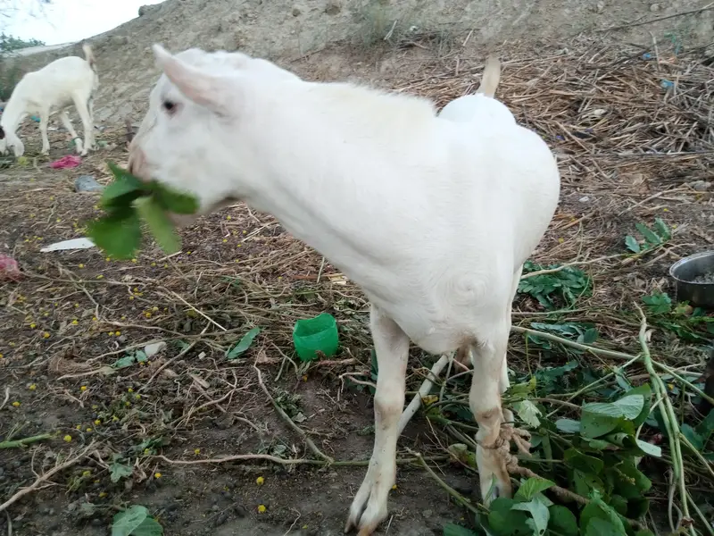 Gulabi tedda male bakra, 12 months beautiful, blue eyes — photo 4