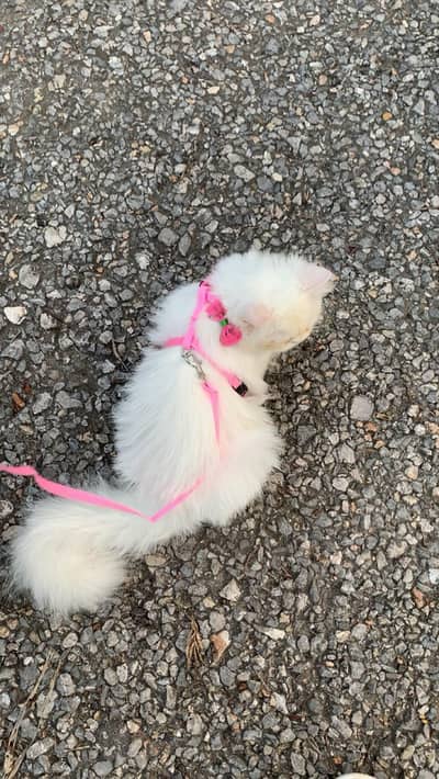 persion cat fully friendly