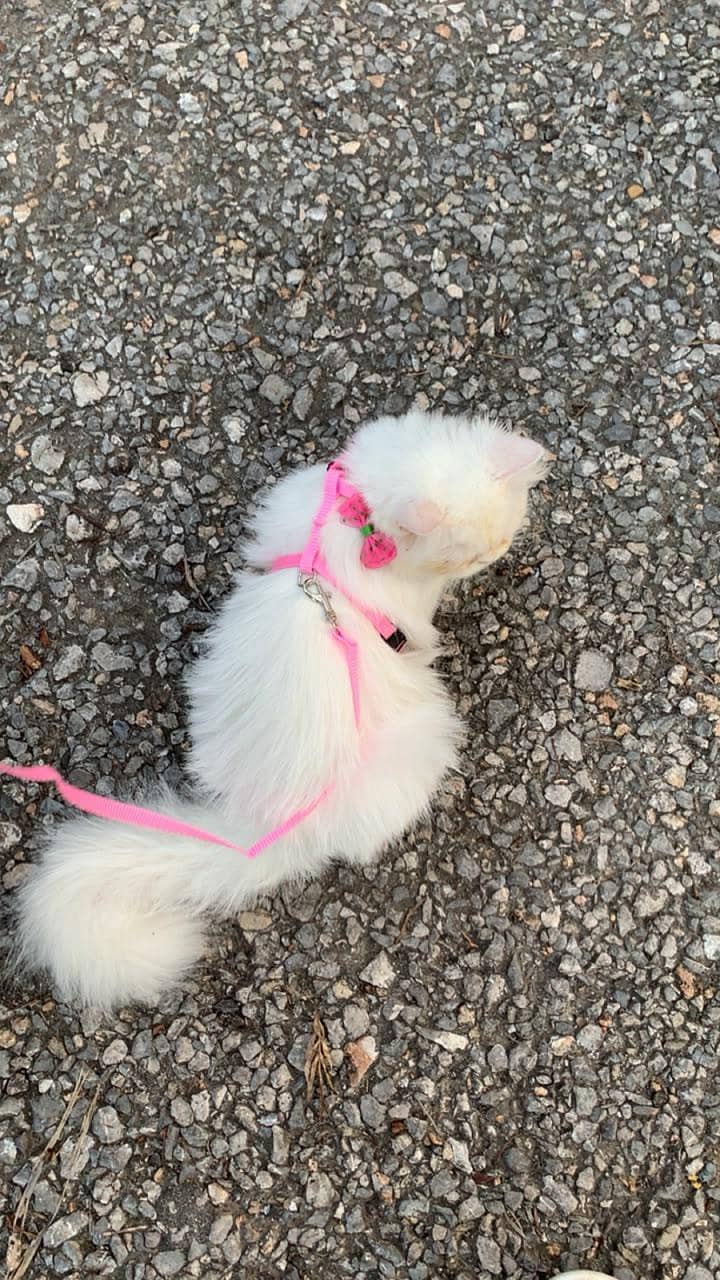 persion cat fully friendly 0