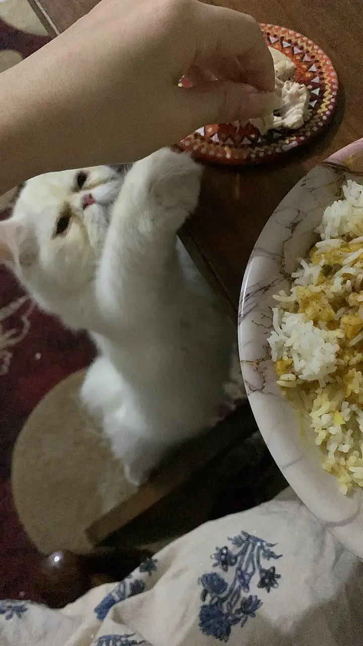 persion cat fully friendly — photo 2