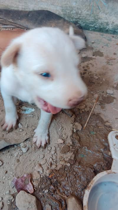 Female Bull terrier dog