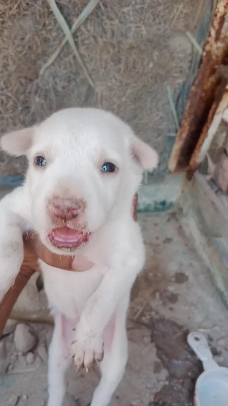Female Bull terrier dog — photo 3