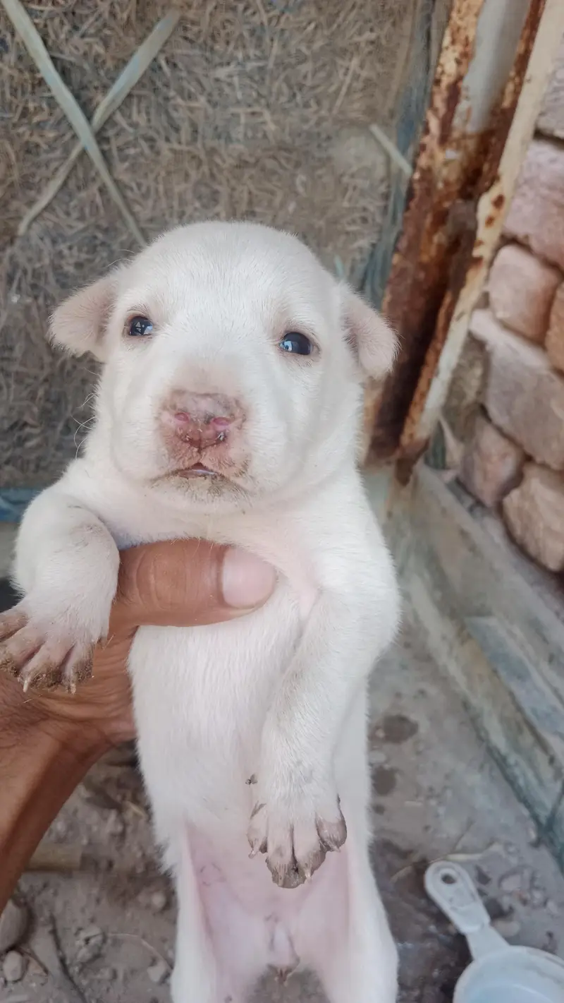 Female Bull terrier dog — photo 5