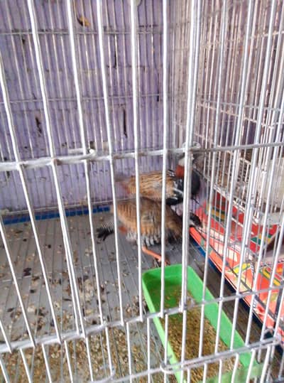 galvanized cage size 2.5/2.5/3 10num vire