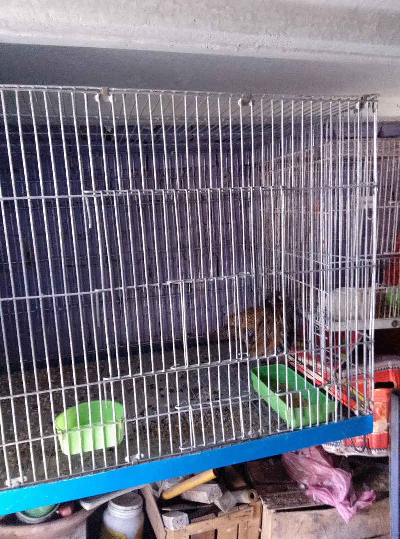 galvanized cage size 2.5/2.5/3 10num vire — photo 2