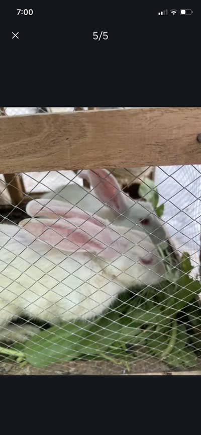 Rebbit jori available