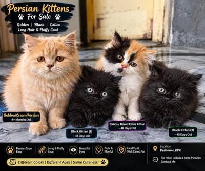 Pure Persian Cats for Sale | Long Hair & Fluffy Coat