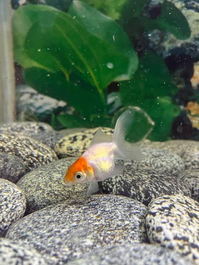 3 pairs or fancy goldfish